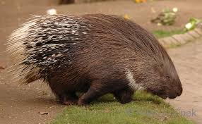 Hystrix