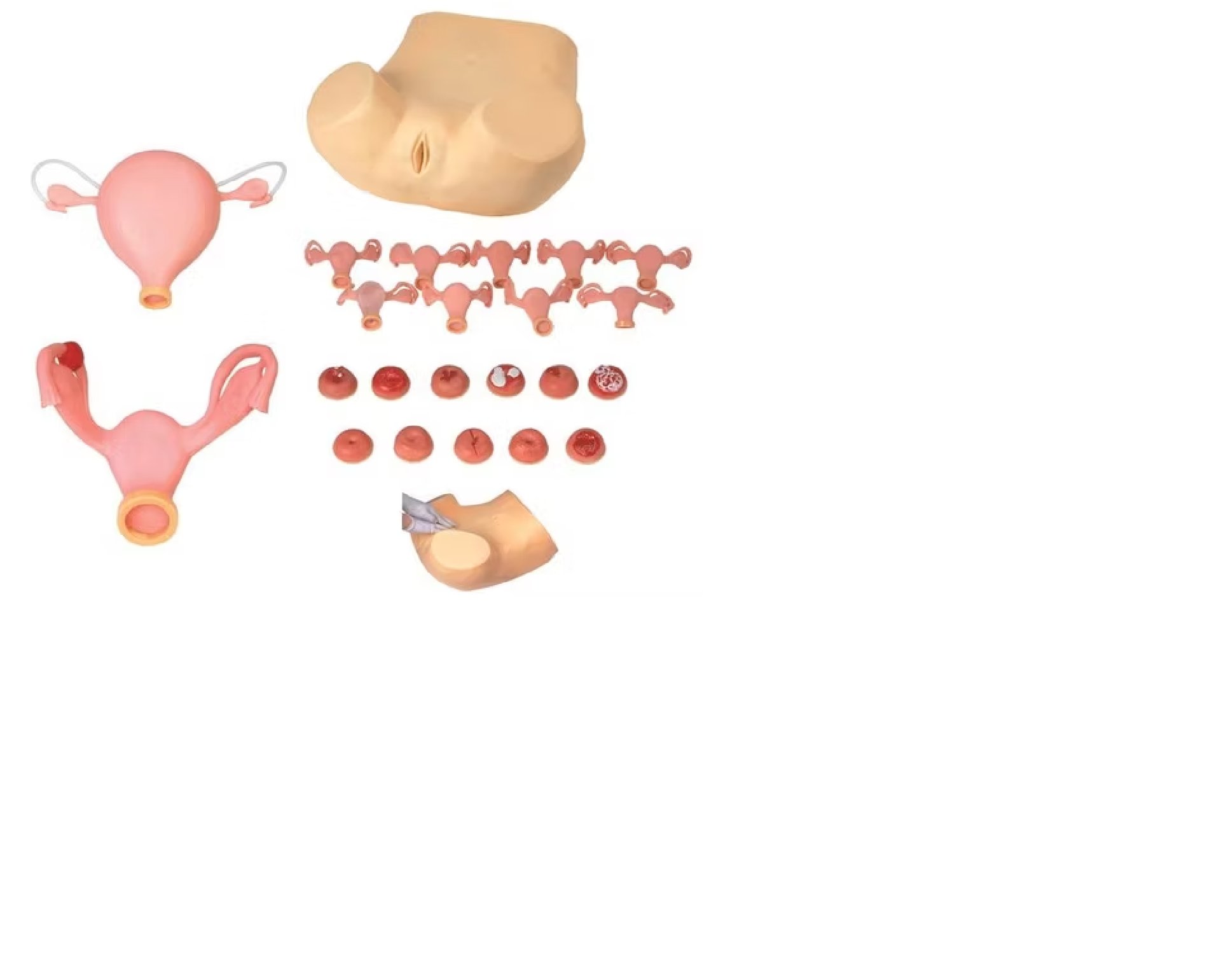 Advance Gyneac Training Models