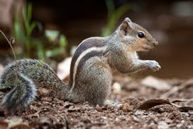 Funambulus