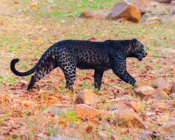 Panther