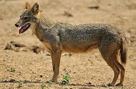 Canis