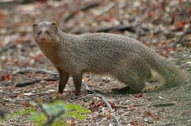 Herpestes