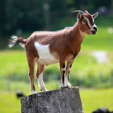 Capra