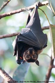 Pteropus