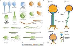 Bacteriophages Chart
