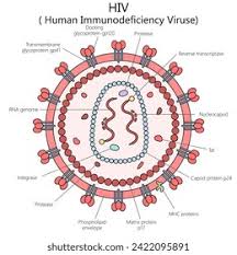 Hiv Virus Chart