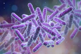 Bacteria