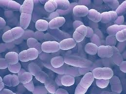 Streptococcus Pneumoniae
