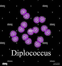 Diplococcus