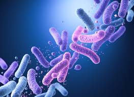 Bacillus