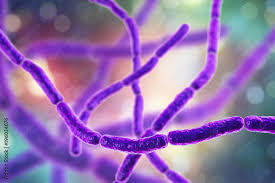 Streptobacillus
