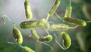 Vibrio