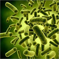Lactobacillus