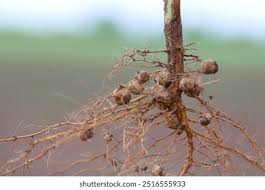 Rhizobium