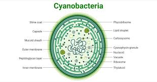 Cyanobacteria