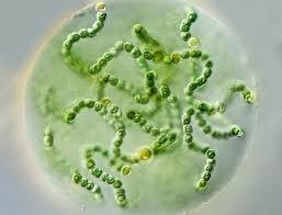 Nostoc