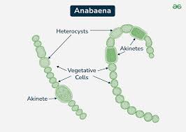 Anabaena