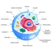 Eukaryotic Cellular Organelles
