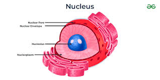Nucleus