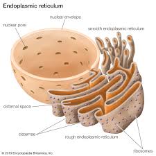 Ribosomes