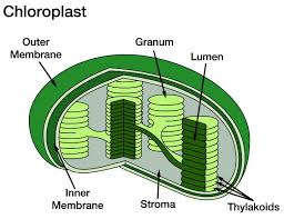 Plastids (Chloroplast)