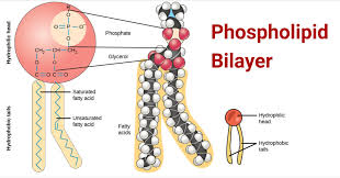 Phospholipid Bilayer