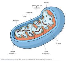 Mitochondria