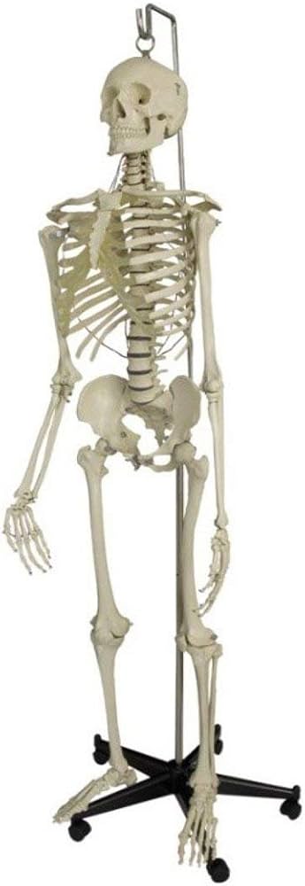 Articulated Skeleton set Full Size with Stand