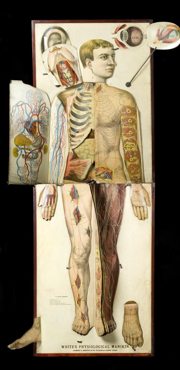 Anotomy Meseum Chart