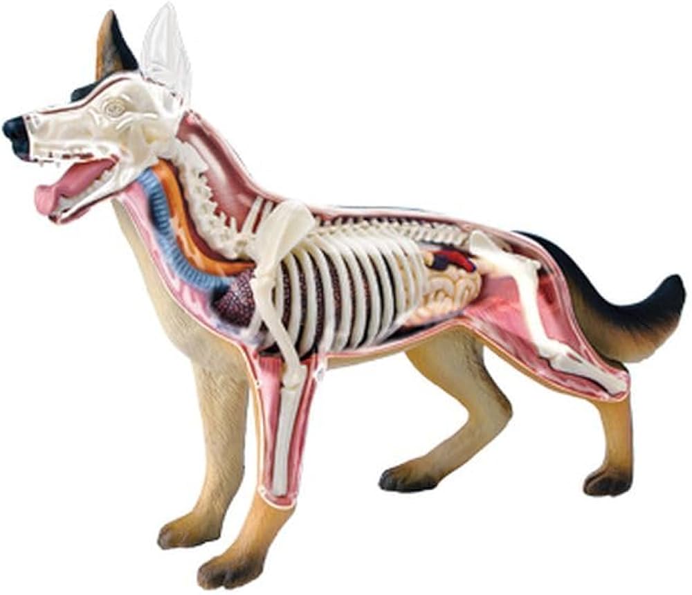 Mesum model anatOMY ANIMALS