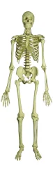 Human Skelton Only Fibre part Without stand