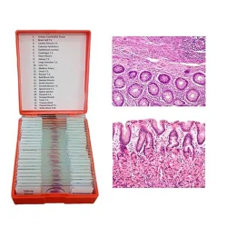 Histological Slides