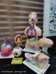 Models for various organs Fibre