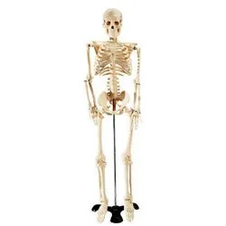 Skeleton